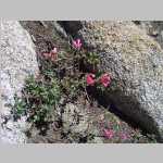 trailside flowers