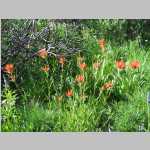 Flowers Indian Paintbrush