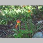 flowers (Ranunculaceae)
