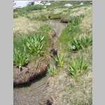 close up of marsh at 11,400 ft