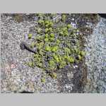 greenish yellow rock flowers
