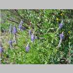 flowerslooks like a lupine