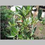 diseased willow