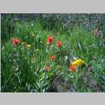 Indian Paintbrush et al.