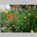 Indian Paintbrush et al.