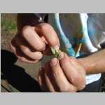 Dr. Smith’s diagnosis of willow disease