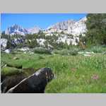 alpine meadow