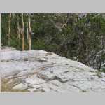 marmot