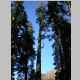 This image and the next one combined for a panoramic of a tree in our campsite.