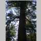 This and next two images are combined for a panoramic of a big-ass tree along the trail.