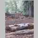 Deer at base camp Bigfoot
