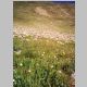 Alpine flower near Elkhead Pass (ele 13000 ft)