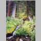 Pretty stream and wildflowers