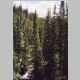 Pine Creek