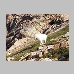 Goat near summit of Sunlight