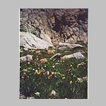Wildflowers on Eolus