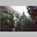 Mountain goat in camp