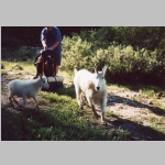 Mom and baby goat helping Bob pack
