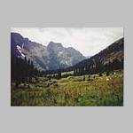 Wildflowers in Chicago Basin