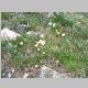 Daisies and Buttercups in Yankee Boy Basin 