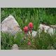 Indian Paintbrush and <i>Carex sp.</i> 