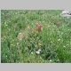 More paintbrush <i>et al.</i> 