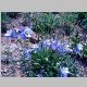 Columbine