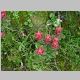 Pretty Flowers