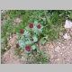 Cool flower #2