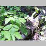 Green plants