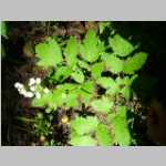 Green plants