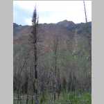 Lots of burnt trees