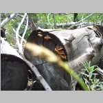 Shelf fungus
