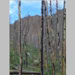 Dayhikes into burnt woods