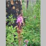 Dayhikes into burnt woods