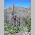 Burnt tree scenery