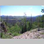 Burnt tree scenery