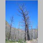 Burnt tree scenery