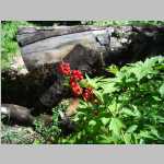 Snowberries?
