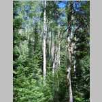 Forest on second dayhike
