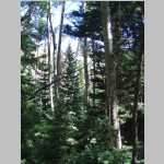 Forest on second dayhike
