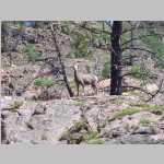 Mountain goat