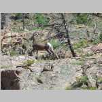 Mountain goat