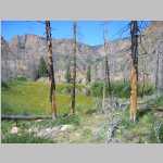 Scenic vista with burtn trees