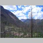 More scenic shots of burnt trees