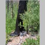 More scenic shots of burnt trees