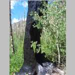 More scenic shots of burnt trees