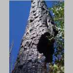 More scenic shots of burnt trees