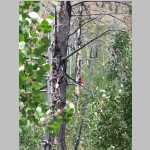 More scenic shots of burnt trees