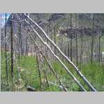 More scenic shots of burnt trees